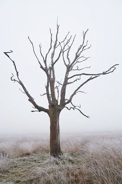 Dode boom in de mist van Cor de Hamer