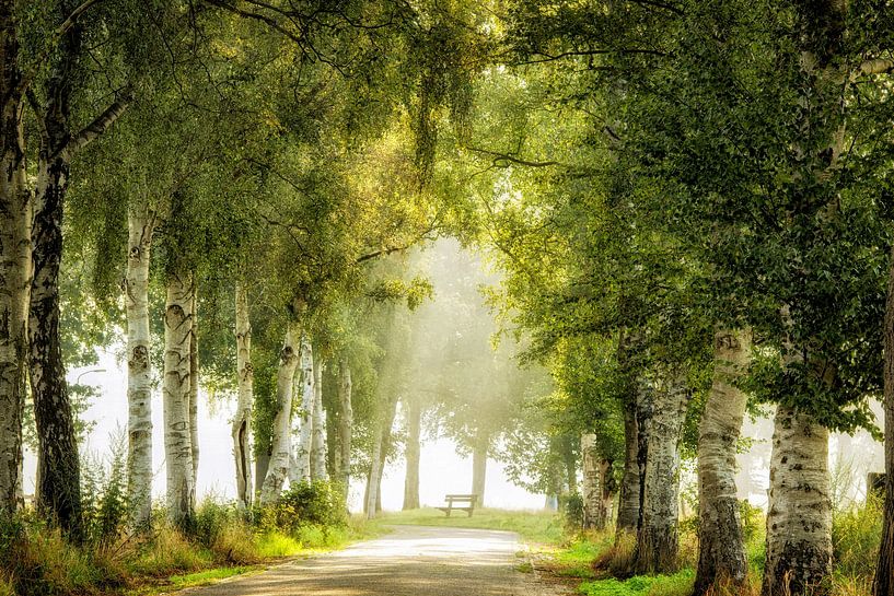 Bench &amp; Birches van Lars van de Goor