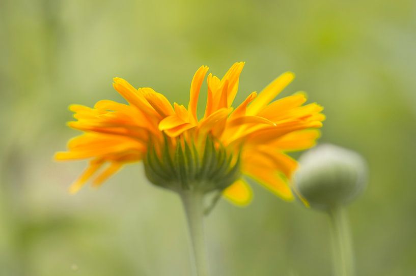 Fleur orange / jaune, fond flou. par Arthur Hooijer