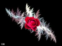 L'ombre de la rose