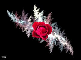 The shadow of the rose by Norbert Hergl