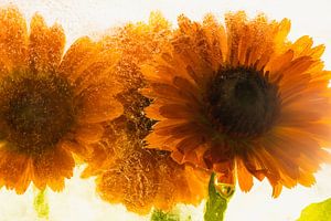 Orange Calendula in Eis 3