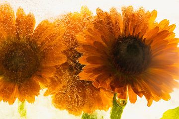 Orange Calendula in Ice 3 van Marc Heiligenstein