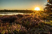 Zon over de heide