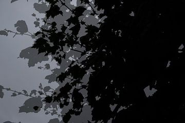 Silhouet van bladeren in lagen zonder kleur van Idema Media