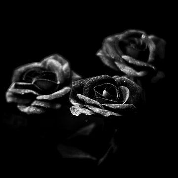 Rosen in schwarz-weiß von Rene  den Engelsman