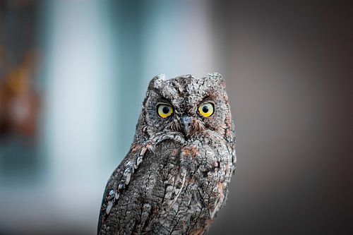 My lucky shot: Eurasian pygmy owl
