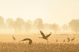 Kraniche, die im weichen Morgenlicht davonfliegen von Sjoerd van der Wal Fotografie