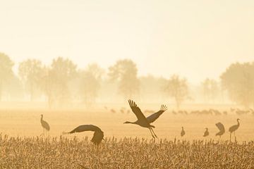 Kraanvogels vliegen over de velden in het zachte vroege ochtendlicht van Sjoerd van der Wal