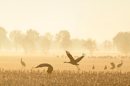 Kraanvogels vliegen over de velden in het zachte vroege ochtendlicht