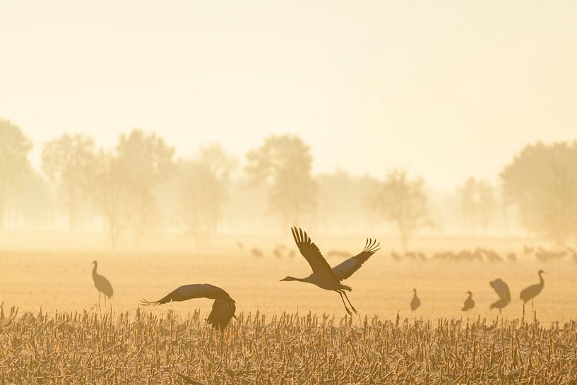 Kraniche, die im weichen Morgenlicht davonfliegen von Sjoerd van der Wal Fotografie