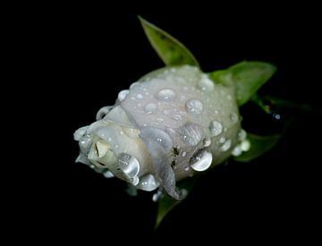 Heldere regendruppels op een witte roos in de knop