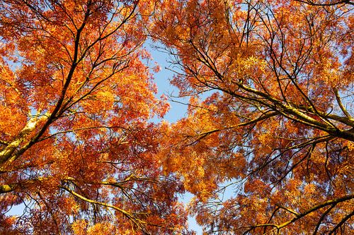 Goudgele herfst boom van Sjaak Kooijman