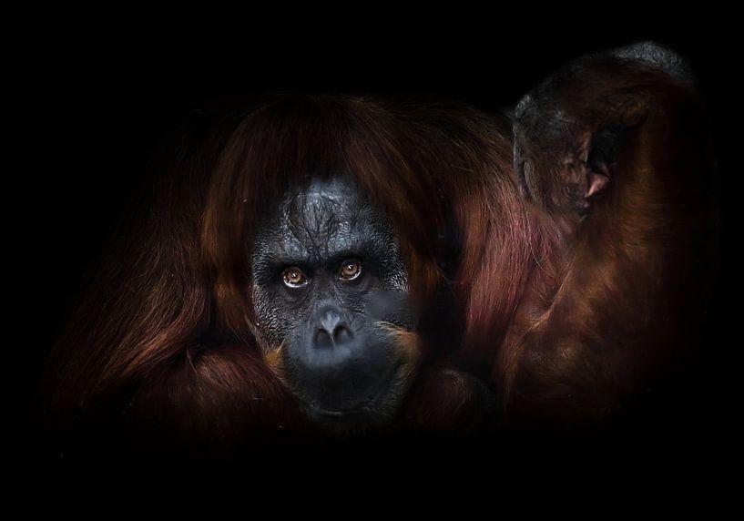 Un orang-outan flegmatique, la main levée sur un fond sombre, propose en quelque sorte de faire un b par Michael Semenov