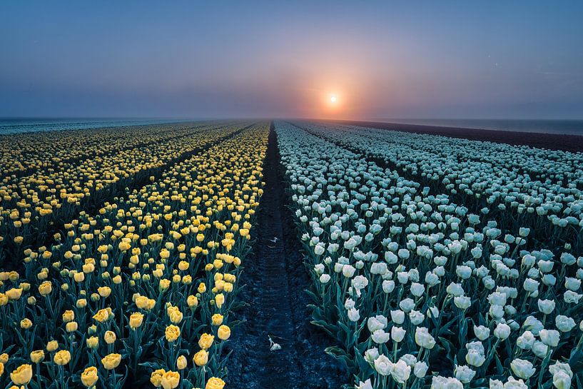 sur la bordure de tulipes blanches et jaunes avec brouillard par peterheinspictures