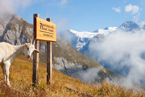 Goat Hohe Tauern