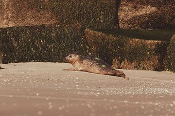 Gewone Zeehond aan het relaxen op het strand van Scheveningen van Anne Zwagers