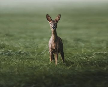roe deer in green field by Glenn Slabbinck