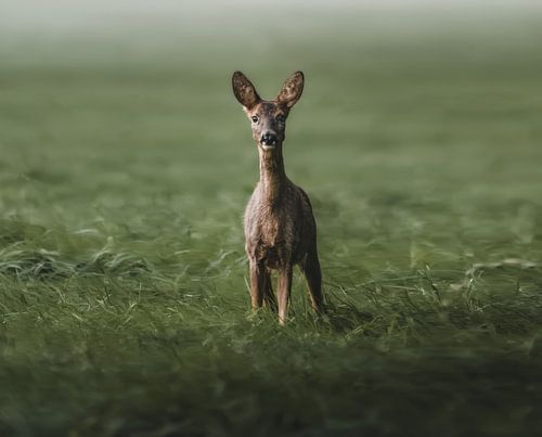 roe deer in green field