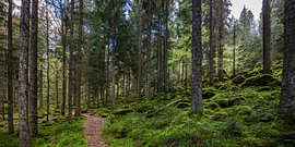 Hiking trail in Enzklösterle in the Black Forest by Werner Dieterich