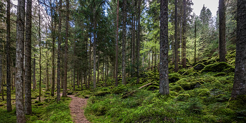 Wanderweg in Enzklösterle im Schwarzwald von Werner Dieterich