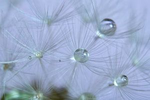 Gouttes d'eau sur un pissenlit mort