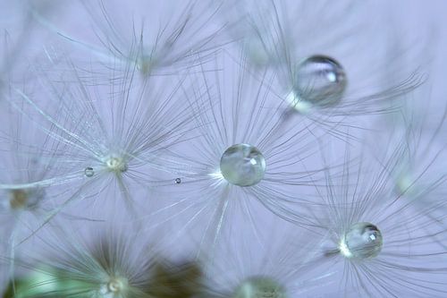 Waterdruppels op uitgebloeide paardenbloem
