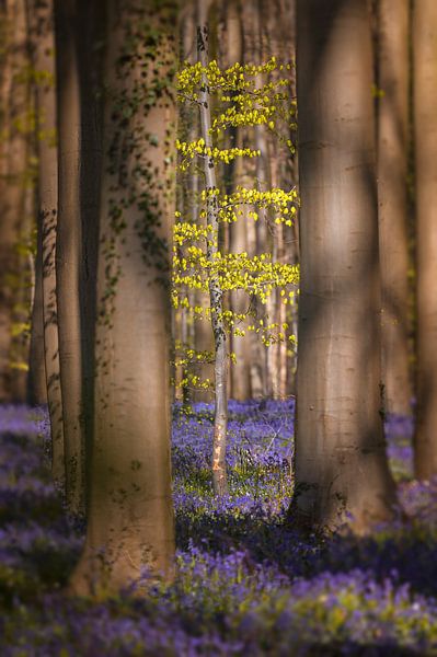 New life by Peter Deschepper