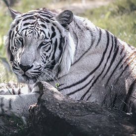 Tigre blanc sur Maurice Cobben