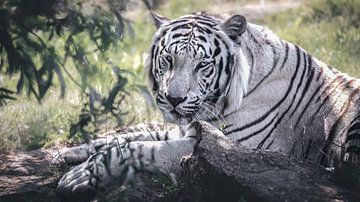 Weißer Tiger von Maurice Cobben