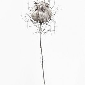 Blooming dried flower by Anouschka Hendriks