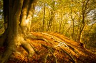 Oude Beuk met wortels in een bos in de herfst van Sjoerd van der Wal Fotografie thumbnail