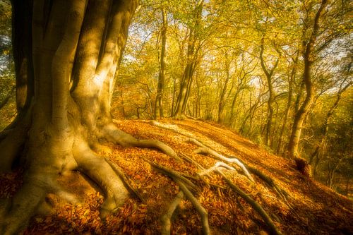 Vieux hêtre avec des racines dans une forêt en automne