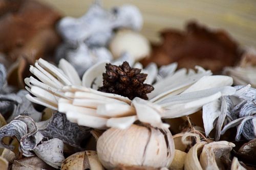 Bloembedje von Myron van Haastrecht