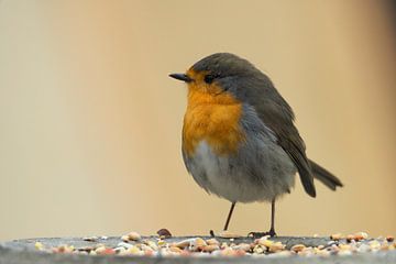 Robins in spring Erithacus rubecula by Sara in t Veld Fotografie