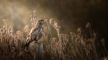 Roofvogel van Maurice Cobben