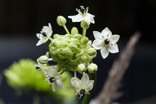 Plante à fleurs blanches