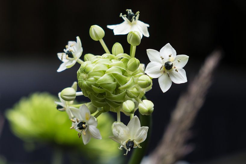 Plante à fleurs blanches par Idema Media