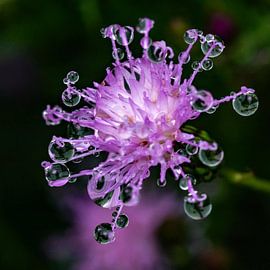 Waterdruppels van Ton de Koning