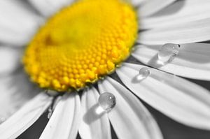 Druppels op bloem