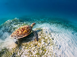 Groene zeeschildpad boven een zeegrasveld in het ondiepe turquoise water