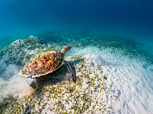 Groene zeeschildpad boven een zeegrasveld in het ondiepe turquoise water