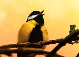 La grande mésange chantante sur Maickel Dedeken