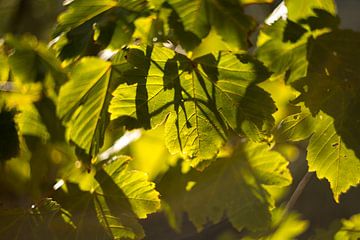 Botanische Kunst der Kastanienblätter