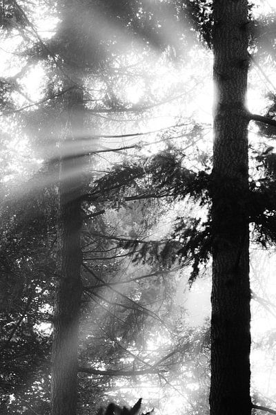 Sunshine by Maja Ooms