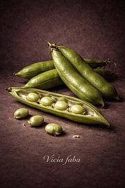 Ackerbohnen .Vicia faba von Bert Quaedvlieg