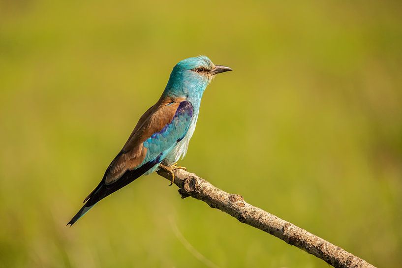 Scharrelaar, European Roller, Coracias garrulus van Gert Hilbink