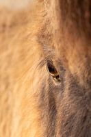Paardenoog close-up