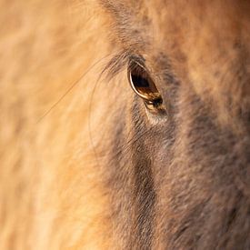 Paardenoog close-up van Ilspirantefotografie