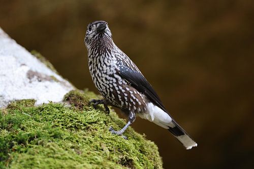 Gevlekte notenkraker, Euraziatische notenkraker (Nucifraga caryocatactes) Zwarte Woud, Duitsland